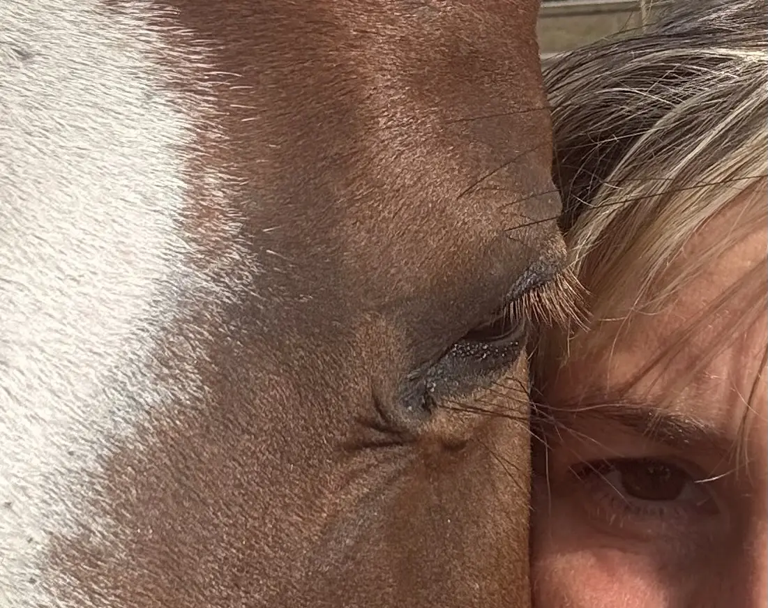 Rustig contact tussen Astrid en een paard